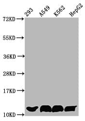 HIST1H4I Antibody