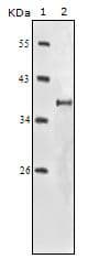IGF1R / IGF1 Receptor Antibody (clone 3C8B1)