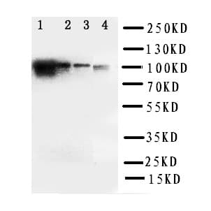 ADAM19 Antibody (aa286-298)