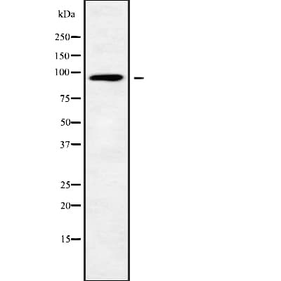 ARHGAP12 Antibody