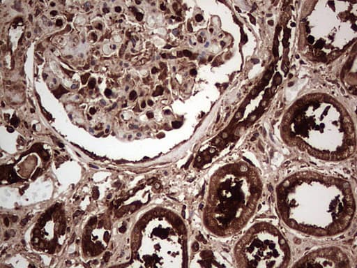 PKM2 Antibody (clone 12B9)