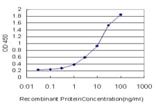 Monoclonal Mouse anti-Human TRAPPC2 / SEDL Antibody (clone 2E10, WB)