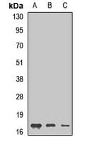 GMF Beta / GMFB Antibody