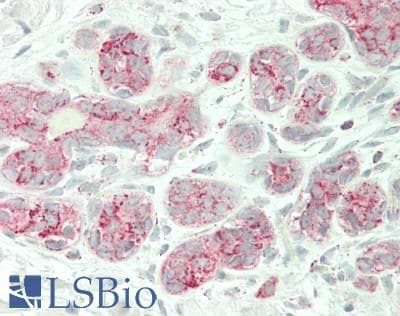 IHC-plus™ ENOX2 Antibody