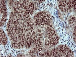 RAPGEF1 Antibody (clone OTI2C3, Carrier-free)
