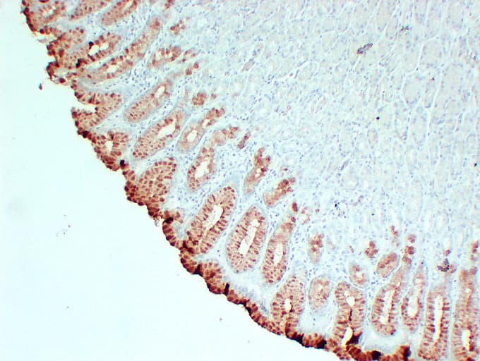 MUC5AC Antibody (clone ABT-MUC5AC)