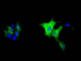 KSP32 / MIOX Antibody (clone OTI5F8, Carrier-free)