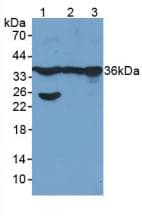 GAPDH Antibody (aa154-324, Cy3)