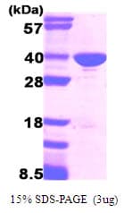 Human GAPDH Protein (Recombinant)