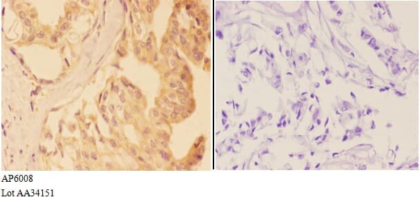 VNN1 Antibody