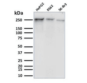 POLR2A / RNA polymerase II Antibody (clone CTD 8A7, Azide-free, BSA-free)