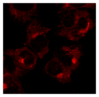 IHC-plus™ RAB1A Antibody (C-Terminus)