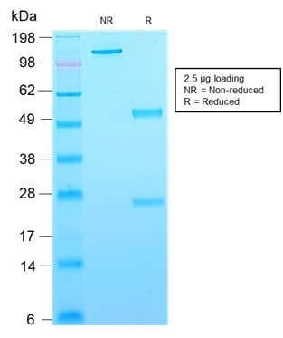 PathPlus™ CD63 Antibody (clone rMX-49.129.5)