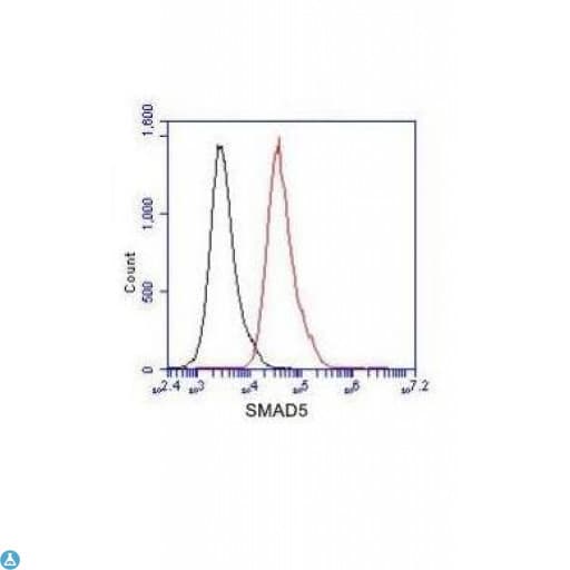 SMAD5 Antibody