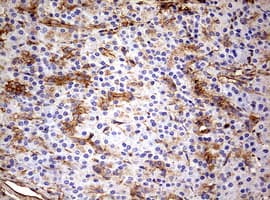 Monoclonal Mouse anti-Human KRT7 / CK7 / Cytokeratin 7 Antibody (clone OTI1B3, IHC, WB)