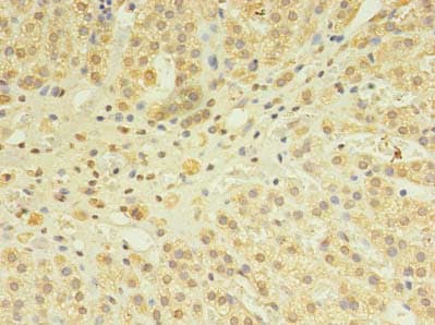 SNX24 Antibody
