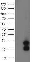 FLYWCH2 Antibody (clone OTI2F5)