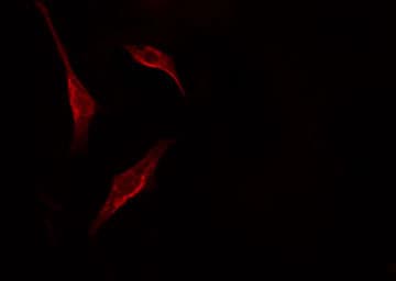 PNN / Pinin Antibody