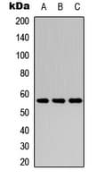 CYP2C8 Antibody (Internal)