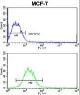 Polyclonal Rabbit anti-Human SNRPB / COD Antibody (aa34-65, WB)