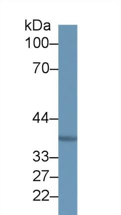 MOSC1 Antibody (aa41-335)