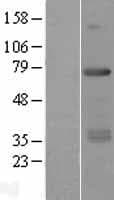 RFX5 Protein (Over-Expression Lysate Myc-DDK (Flag))