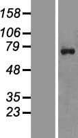 ZNF652 Protein (Over-Expression Lysate Myc-DDK (Flag))