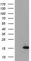 UBL4A Antibody (clone OTI1D4)