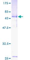 Human CECR5 Protein (Recombinant GST)