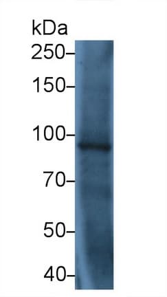 TLR5 Antibody (PE)