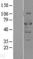 TRAF3 Protein (Over-Expression Lysate Myc-DDK (Flag))