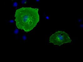 Monoclonal Mouse anti-Human BTN1A1 Antibody (clone OTI4H2, IF, WB)