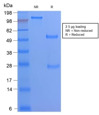 PathPlus™ Recombinant Monoclonal Rabbit anti-Human CD68 Antibody (clone C68/2908R, IHC, WB)