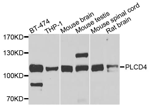 PLCD4 Antibody