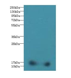 Polyclonal Rabbit anti-Human FAM107B Antibody (WB)