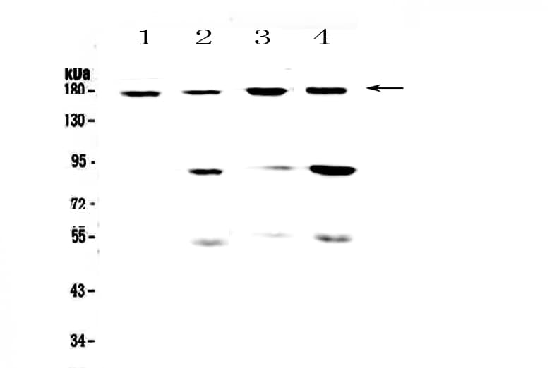 ITGAM / CD11b Antibody