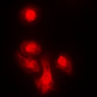 KIF4A Antibody (C-Terminus)