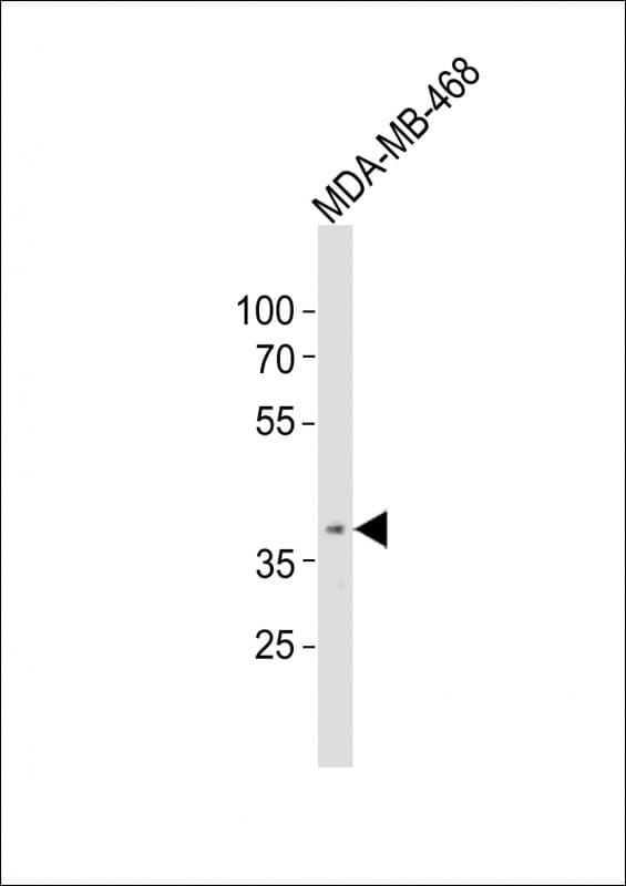 OR5A1 Antibody (aa301-335)