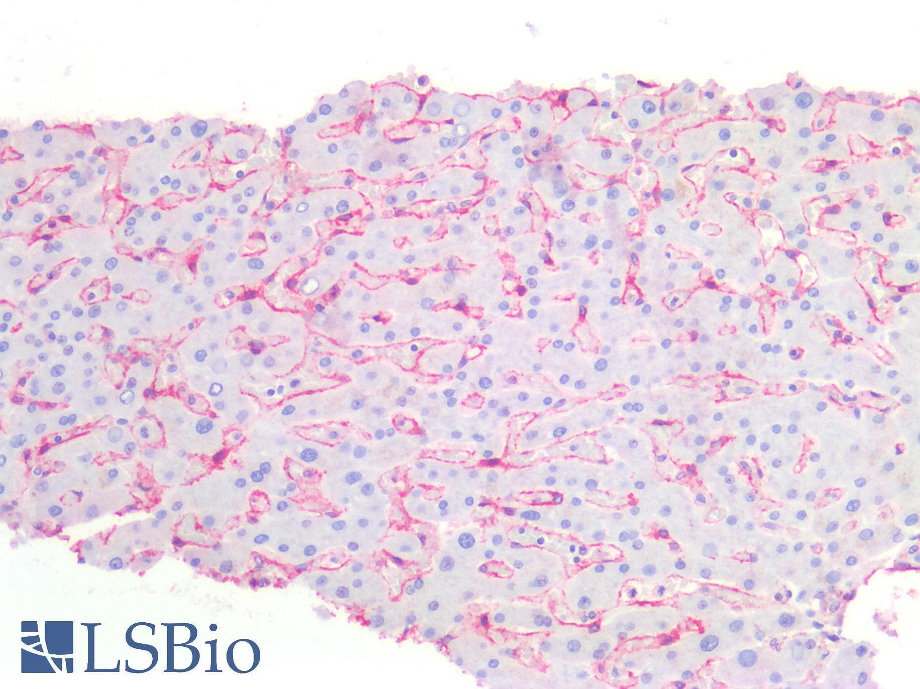 IHC-plus™ CAV1 / Caveolin 1 Antibody (N-Terminus)