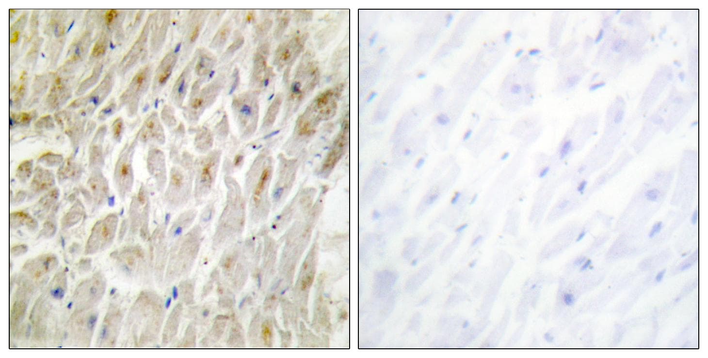 DLX3 Antibody