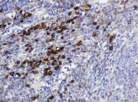 Monoclonal Mouse anti-Human CD99 Antibody (clone OTI13B3, IHC, WB)