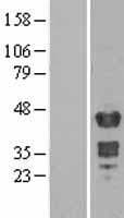 MBNL1 / MBNL Protein (Over-Expression Lysate Myc-DDK (Flag))