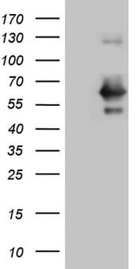 RAB3IP / RABIN3 Antibody (clone OTI5G4, Carrier-free)