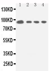 STAT5A Antibody (aa735-751)