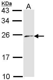 Endothelin 3 / EDN3 Antibody (aa1-217)
