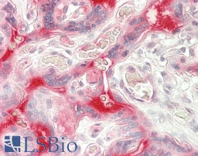 JCHAIN / Ig J Chain Antibody (clone 3B3, Carrier-free)