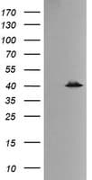 MAPK13 / p38delta Antibody (clone OTI12B2)