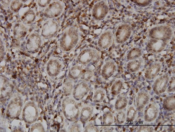 Monoclonal Mouse anti-Human SENP6 Antibody (clone 4B7, IHC, WB)