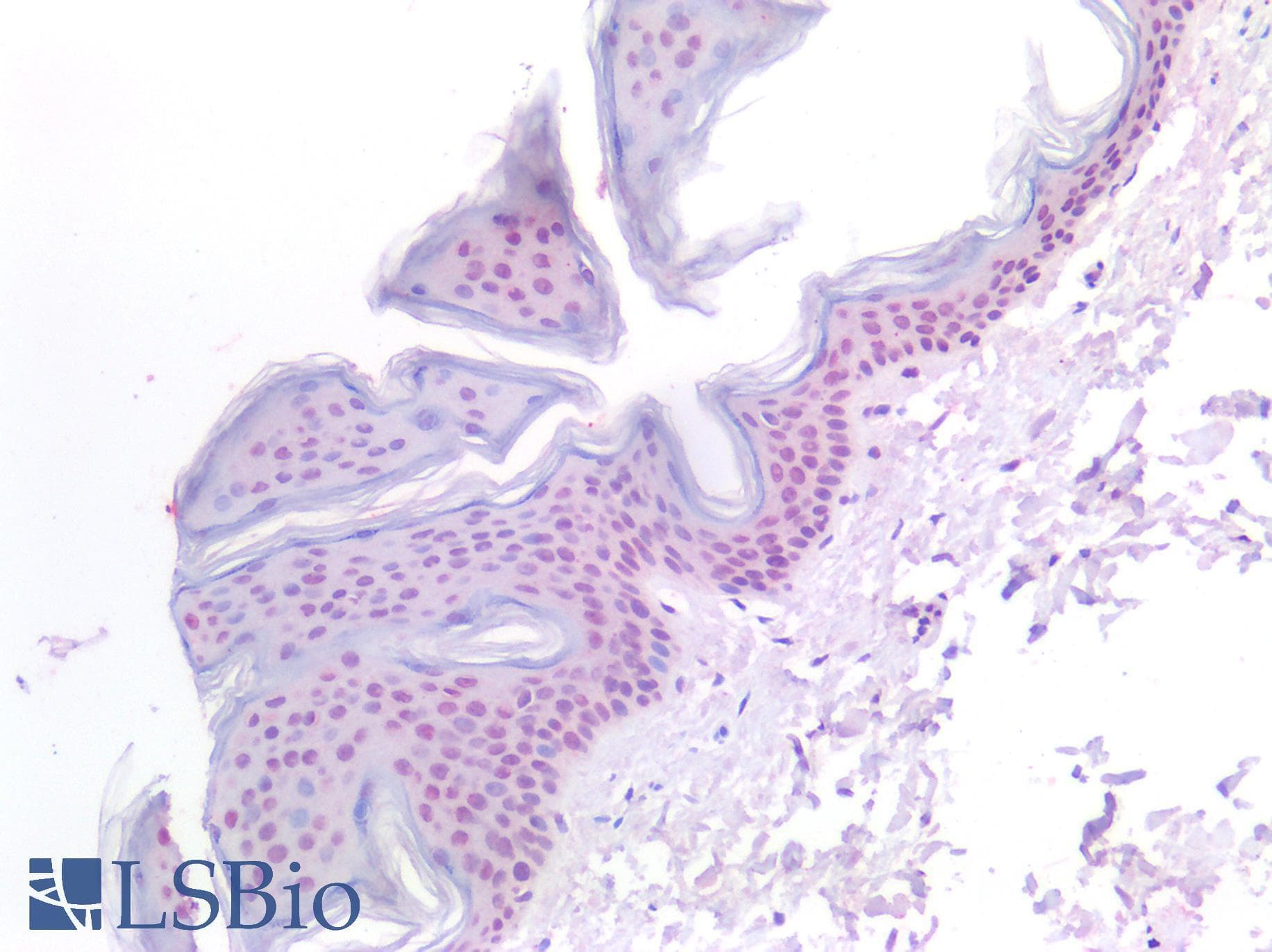 PathPlus™ DNMT / DNMT1 Antibody (aa891-904)