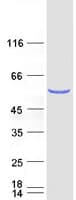 Human NSUN6 Protein (Recombinant Myc-DDK (Flag))